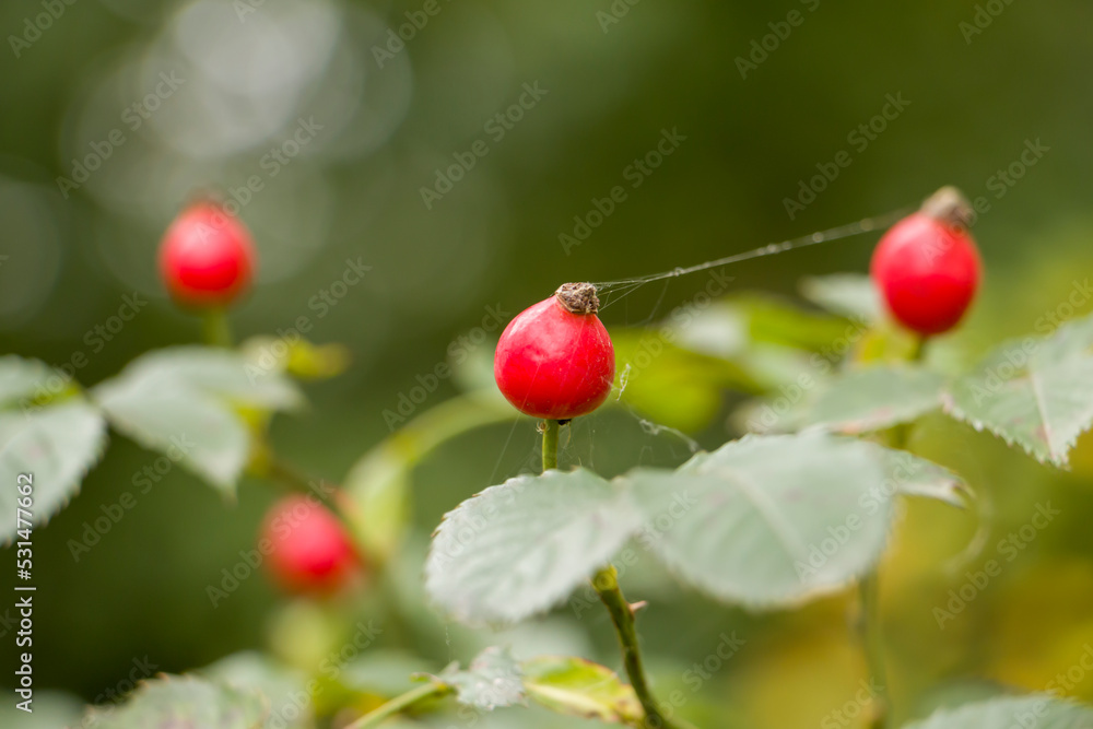 Rose hip. Ripe rose hips. Wild Rose. Rose hip. Ripe rose hips. Wild Rose.