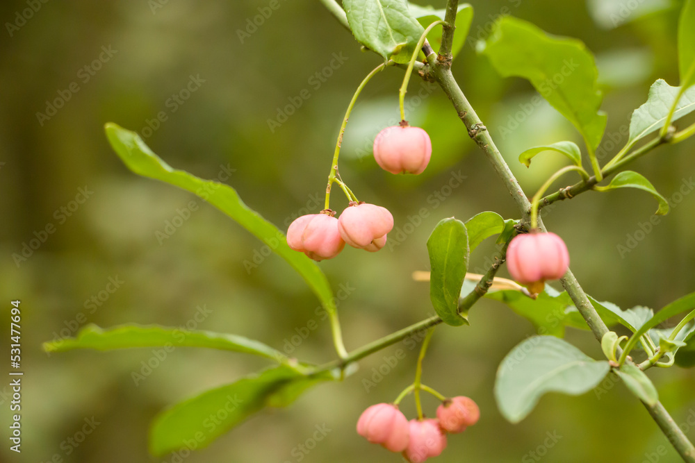 Euonymus. Euonymus berries. Euonymus European. Euonymus. Euonymus berries. Euonymus European.