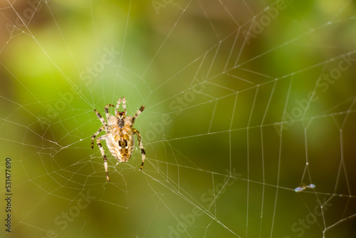 Spider and web. Spider web in the autumn forest. Beautiful web. selective focus