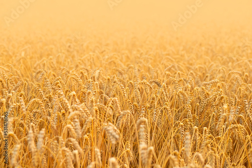 golden wheat field at sunset with mine space  rural landscape