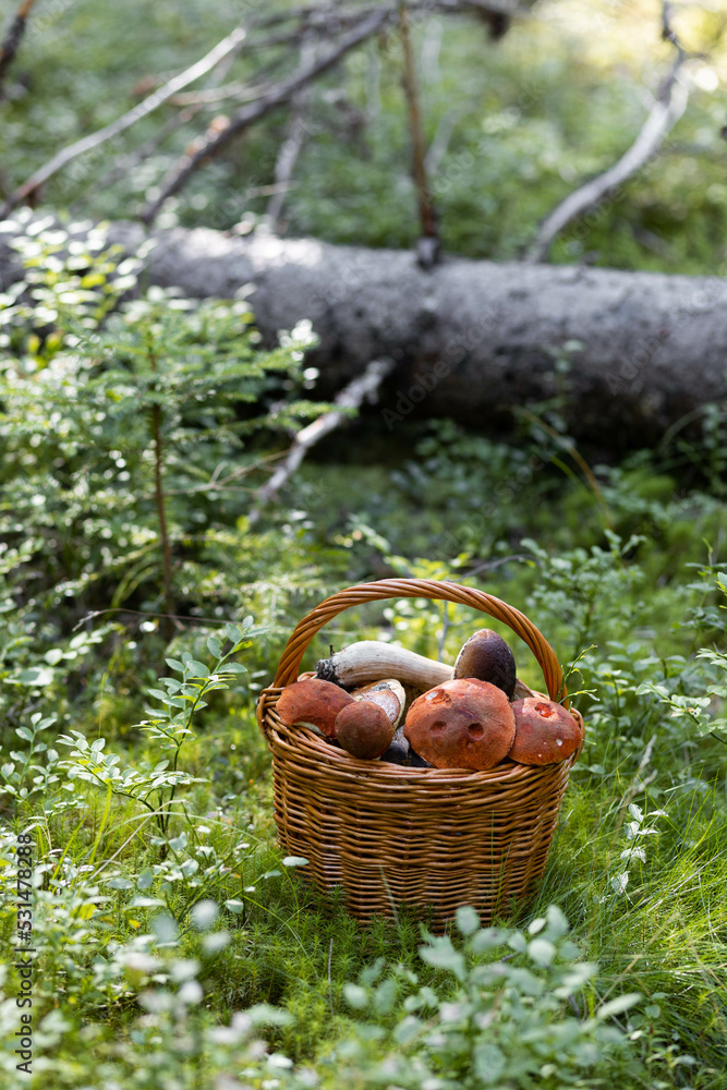 Forest mushroom boletus, cep, porcini, chanterelle collected in a wooden wicker basket. Late summer and autumn harvest. Natural food. Karelia region Forest mushroom boletus, cep, porcini, chanterelle collected in a wooden wicker basket. Late summer and autumn harvest. Natural food. Karelia region