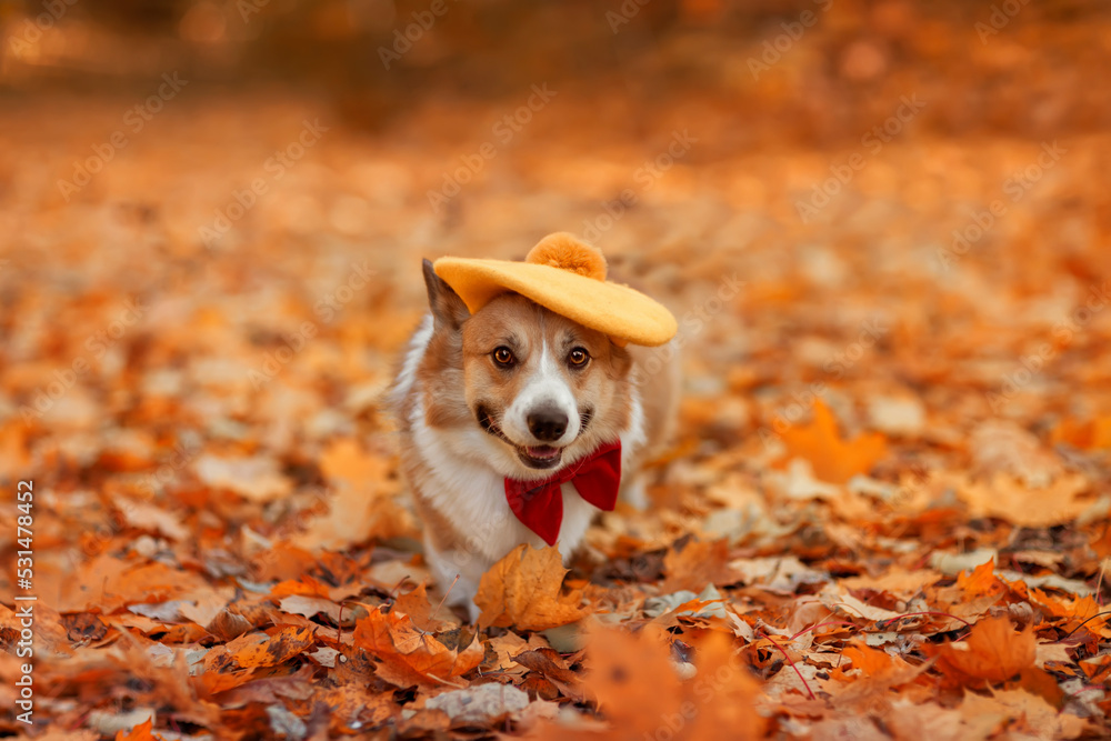 cute corgi dog in beret and tie sitting in autumn park among fallen golden leaves cute corgi dog in beret and tie sitting in autumn park among fallen golden leaves
