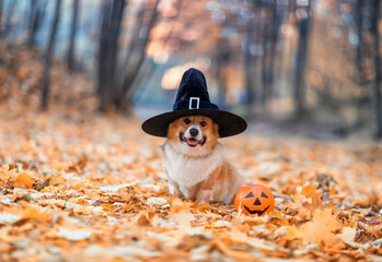 cute corgi dog in fancy black hat sitting in autumn park with pumpkin for halloween