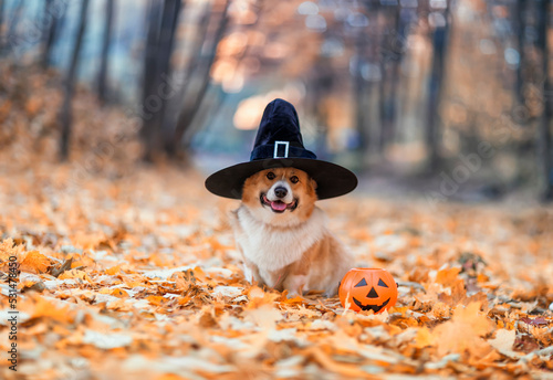 cute corgi dog in fancy black hat sitting in autumn park with pumpkin for halloween