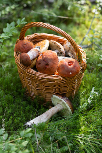 Forest mushroom boletus, cep, porcini, chanterelle collected in a wooden wicker basket. Late summer and autumn harvest. Natural food. Karelia region