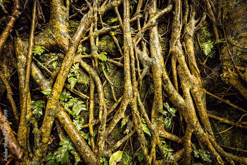 Background with tree roots and moss close up, Bali, Indonesia