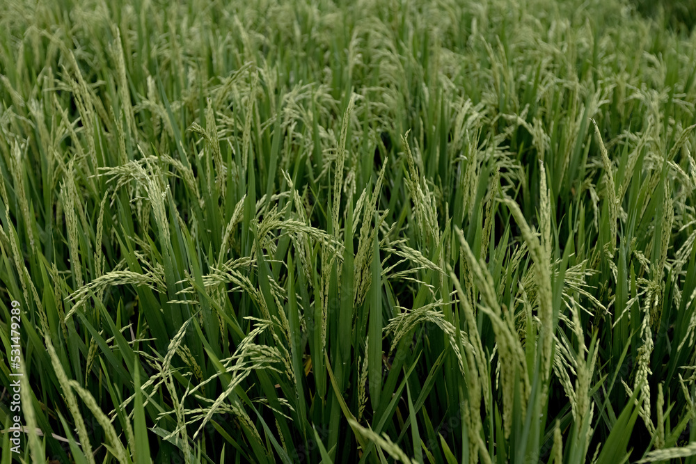 Fototapeta premium Rice field close up in Bali, Indonesia
