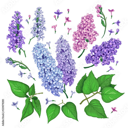 Set of hand drawn luxurious of pink, blue and violet flowers of Lilac . Vector illustration of plant elements for floral design. Color sketch isolated on a white background. Beautiful bouquet of Lilac