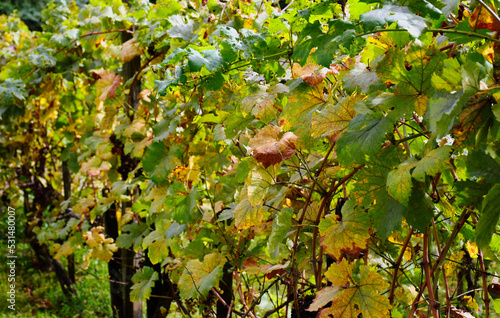 yellow and green grape vine leaves close up in the fall. lush foliage. background image. season specific. autumn scene. soft blurred background.