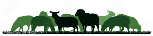 Sheep graze in pasture. Picture silhouette. Farm pets. Domestic animals wool. Isolated on white background. Vector