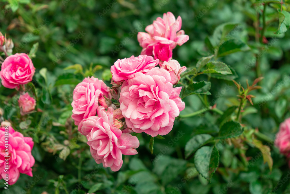 Fluffy bush of decorative pink roses growing in the park. Fluffy bush of decorative pink roses growing in the park.
