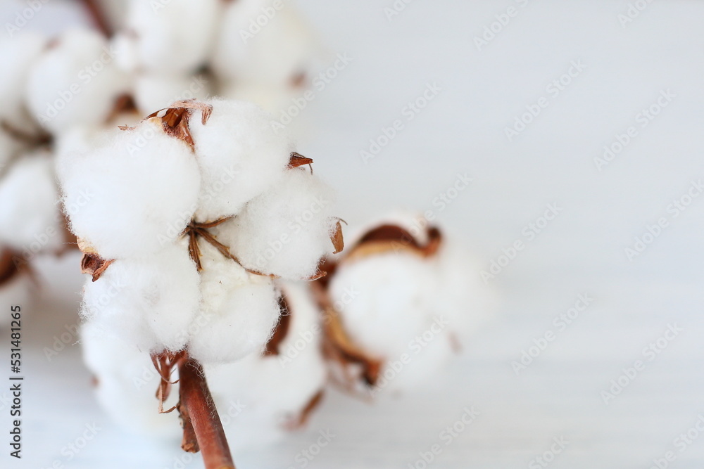 White cotton flowers on branch