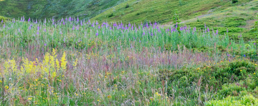 fireweed flowers fireweed flowers