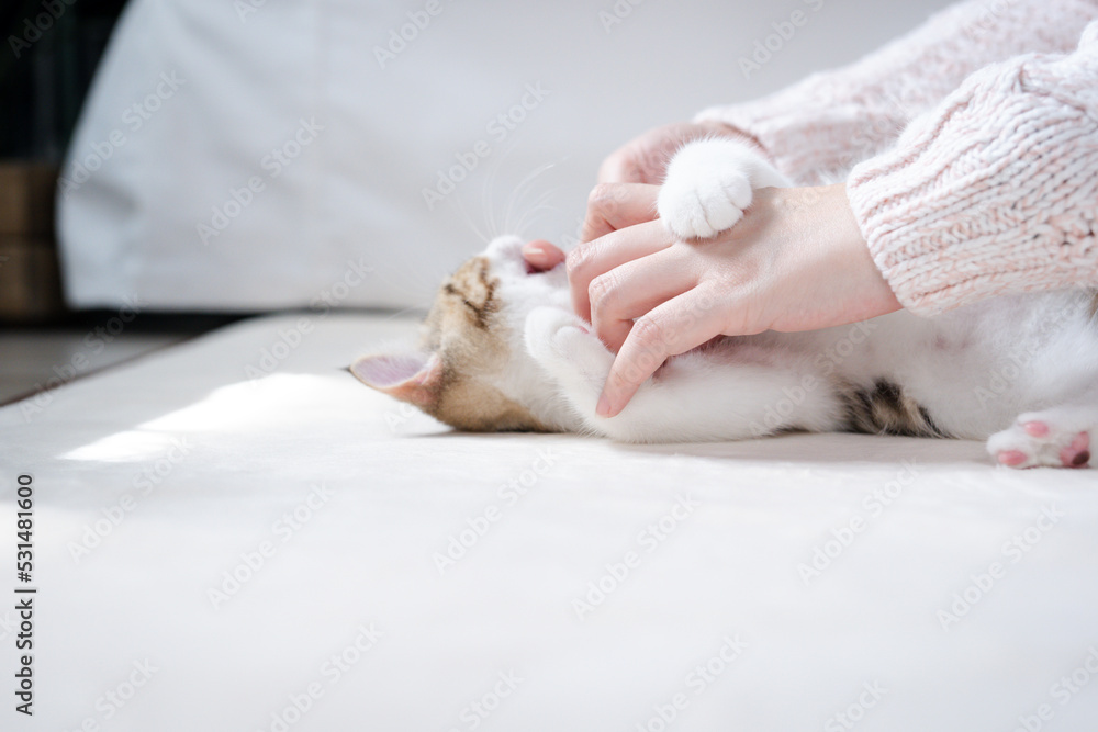 scottish straight tabby classic kitten play and relax with woman hand on floor scottish straight tabby classic kitten play and relax with woman hand on floor