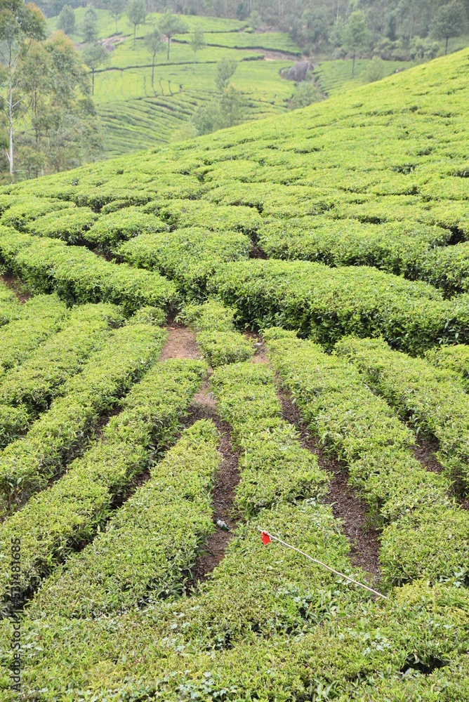 Plantation de thé du Kerala. Inde du Sud Plantation de thé du Kerala. Inde du Sud