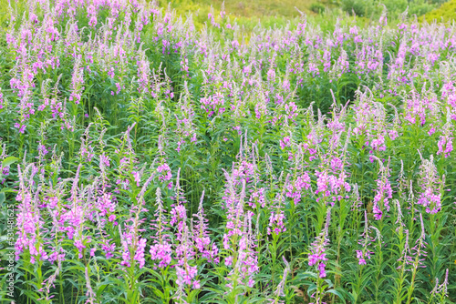 fireweed flowers