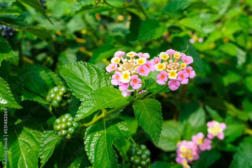 multi-colored lantana flowers and berries on a branch of a bush close-up multi-colored lantana flowers and berries on a branch of a bush close-up