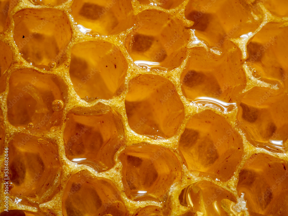 Fresh liquid honey in the cells of a honeycomb close-up. Macro photo of beeswax honeycombs filled with delicious healthy honey. Fresh liquid honey in the cells of a honeycomb close-up. Macro photo of beeswax honeycombs filled with delicious healthy honey.