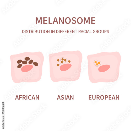 Melanosome distribution pattern and skin tone pigmentation mechanism. Melanin pigment content in different ethnic skin types. Vector illustration.