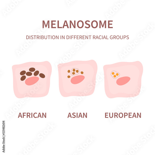 Melanosome distribution pattern and skin tone pigmentation mechanism. Melanin pigment content in different ethnic skin types. Vector illustration. photo