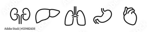 Human organs linear icon set. Lungs, heart, stomach, liver and kidneys. Vector EPS 10