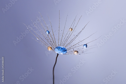Fototapeta Naklejka Na Ścianę i Meble -  Beautiful shiny dew drops on a dandelion seed. Close-up macro. Sparkling bokeh.