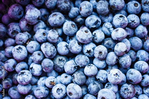 Fresh blueberries background with copy space for your text. Border design