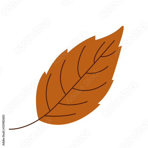 autumn leaf foliage