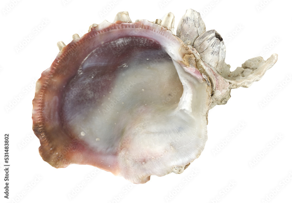 Sea Shells Sea Shells