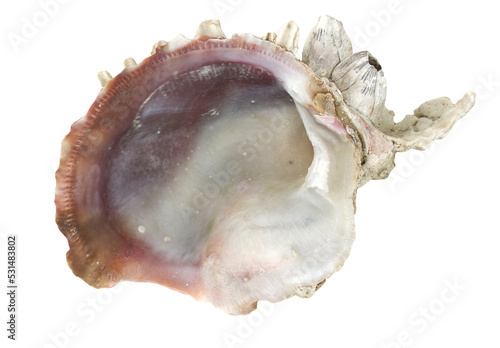 Εκτύπωση καμβά Sea Shells