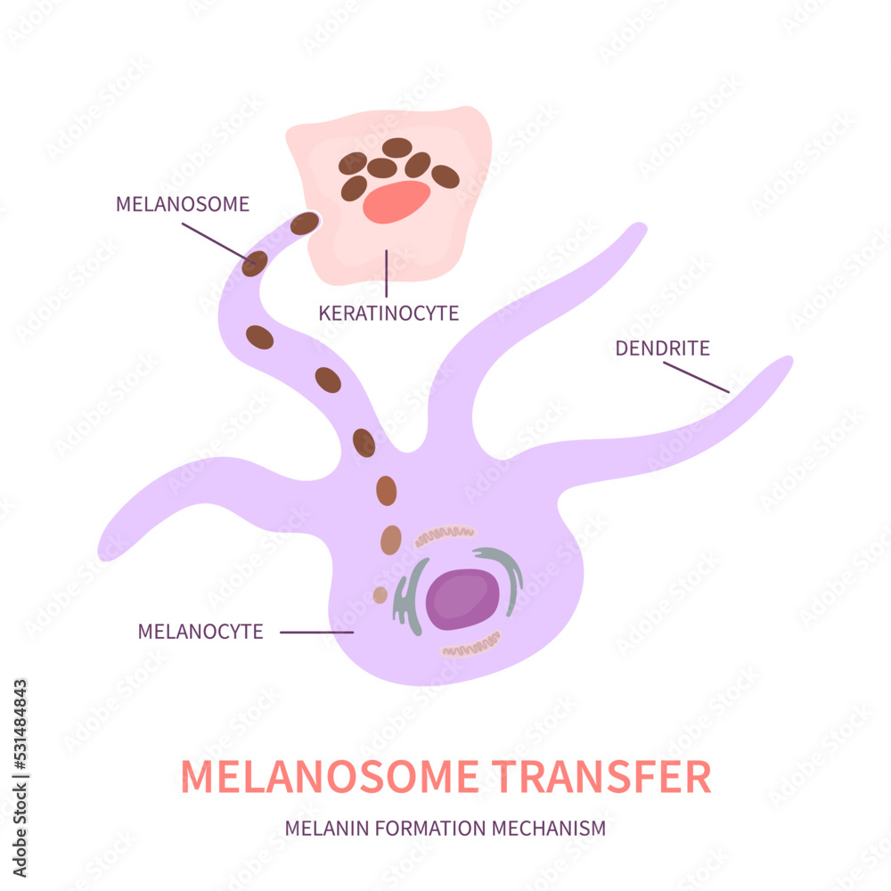 Melanosome transfer to keratinocytes scheme. Melanocyte cell biology and  skin pigmentation diagram. Melanin pigment production and distribution  process. Vector illustration. Stock Vector | Adobe Stock