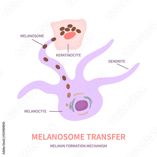 Melanosome transfer to keratinocytes scheme. Melanocyte cell biology and skin pigmentation diagram. Melanin pigment production and distribution process. Vector illustration. photo