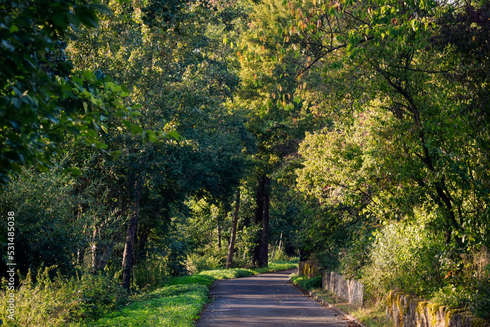 Naklejka premium path in the park