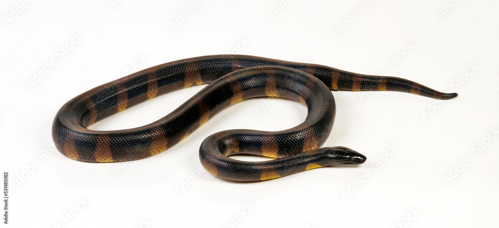 Naklejka premium Bismarck ringed python // Bismarck-Ringpython (Bothrochilus boa)