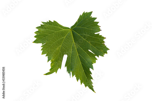 green vine leaf isolated on white background