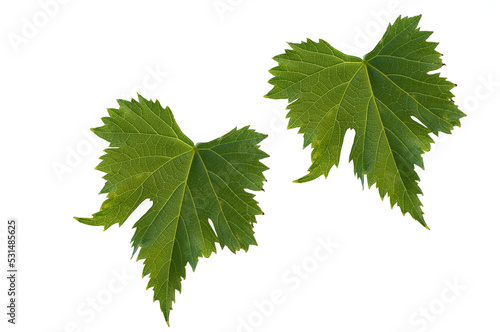 green vine leaves isolated on white background