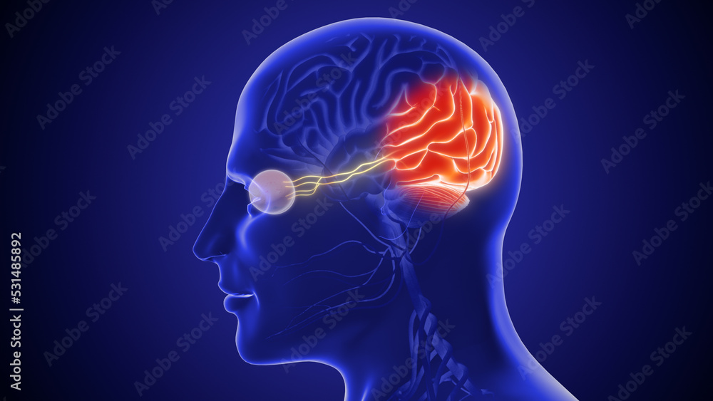 The optic nerve and its visual link to the brain 3D illustration The optic nerve and its visual link to the brain 3D illustration