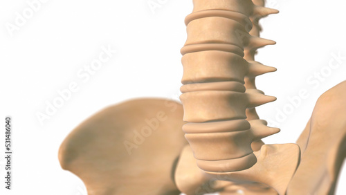 Human spine with pelvis medical 3D illustration