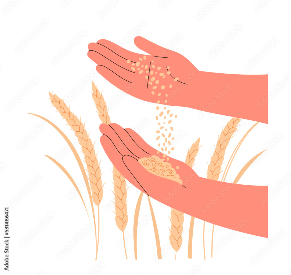 Fototapeta premium Grain of wheat in farmer hands close-up.