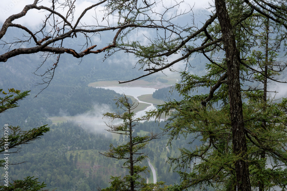 Tree in the morning mountain fog , view of lake area Ruhpolding Tree in the morning mountain fog , view of lake area Ruhpolding