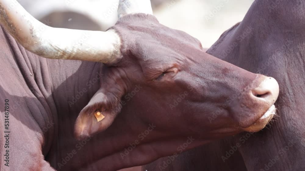 troupeau de Ankole-Watusi allongé sur le sable troupeau de Ankole-Watusi allongé sur le sable