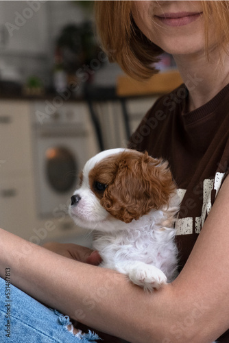 Cavalier King Charles Spaniel Blenheim. Close up portrait of Cute dog puppy with woman hostess