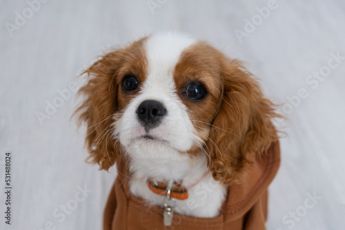 Close-up portrait of a cute puppy wearing a brown hoodie. Autumn and winter clothes for pets. Cavalier King Charles Spaniel Blenheim © Irina