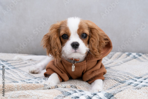 Close-up portrait of a cute puppy wearing a brown hoodie. Autumn and winter clothes for pets. Cavalier King Charles Spaniel Blenheim