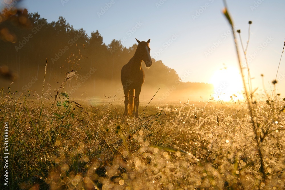 Horse in courtyard during the sunrise in Stockholm Sweden. High quality photo
