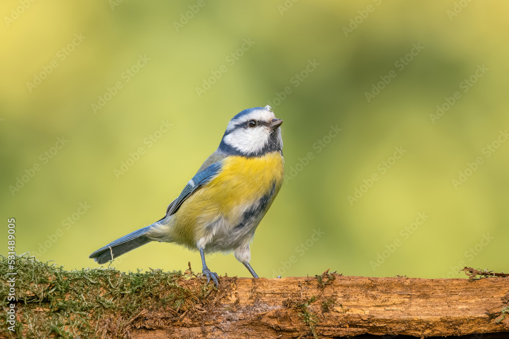 Blaumeise Blaumeise