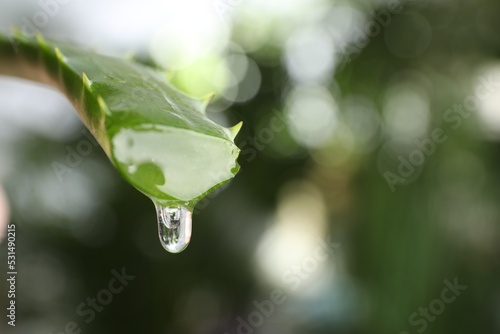 Aloe vera leaf with dripping juice against blurred background, closeup. Space for text