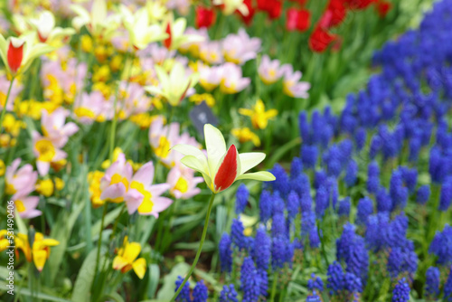 Fototapeta Naklejka Na Ścianę i Meble -  Many different beautiful tulip and muscari flowers, closeup. Spring season