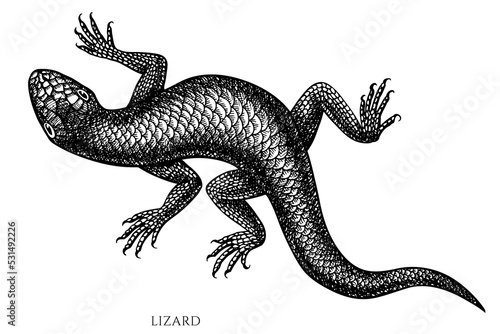 Tropical animals vintage vector illustrations collection. Black and white lizard.