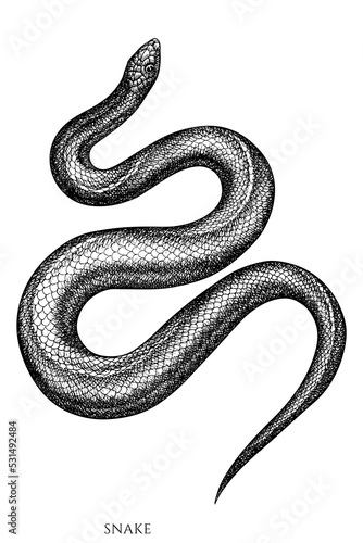 Tropical animals vintage vector illustrations collection. Black and white snake.